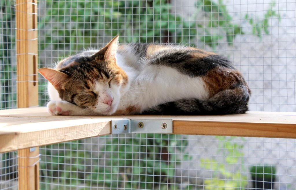 Cat sleeping in outdoor cat patio