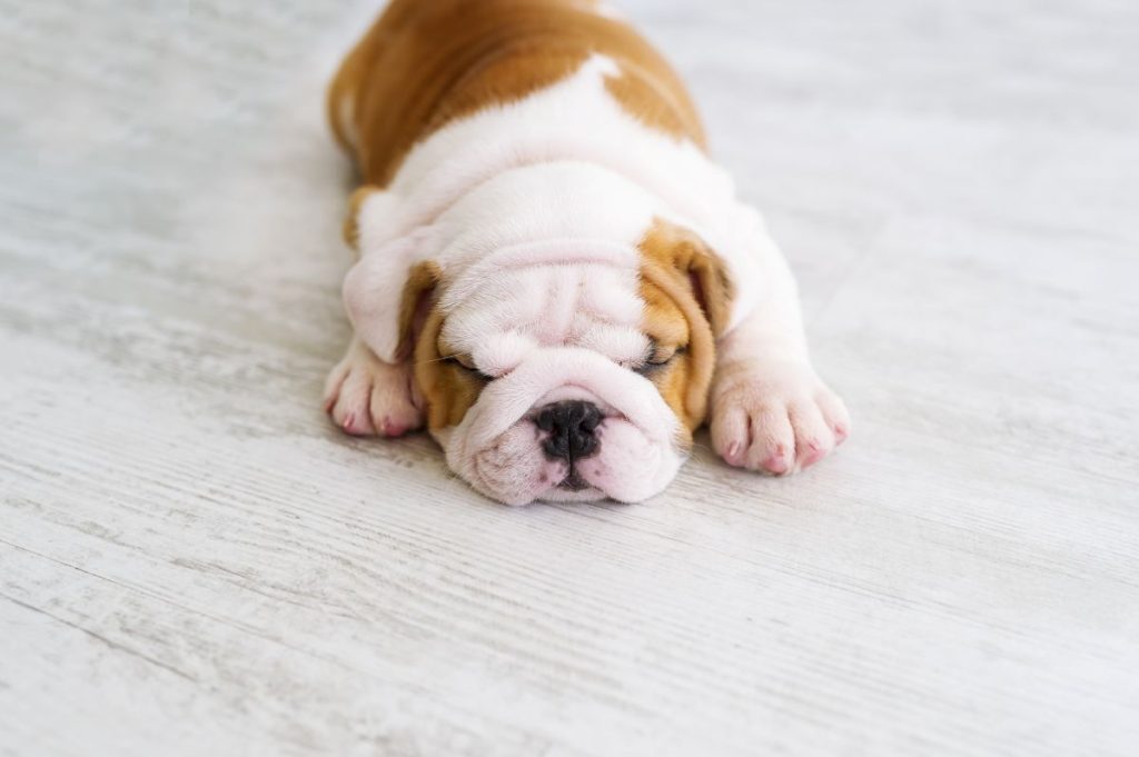 Bulldog puppy sleeping on floor
