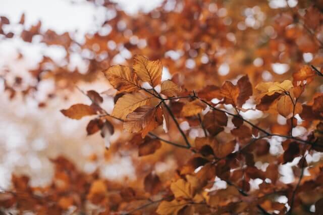 Photo by Lina Kivaka from Pexels