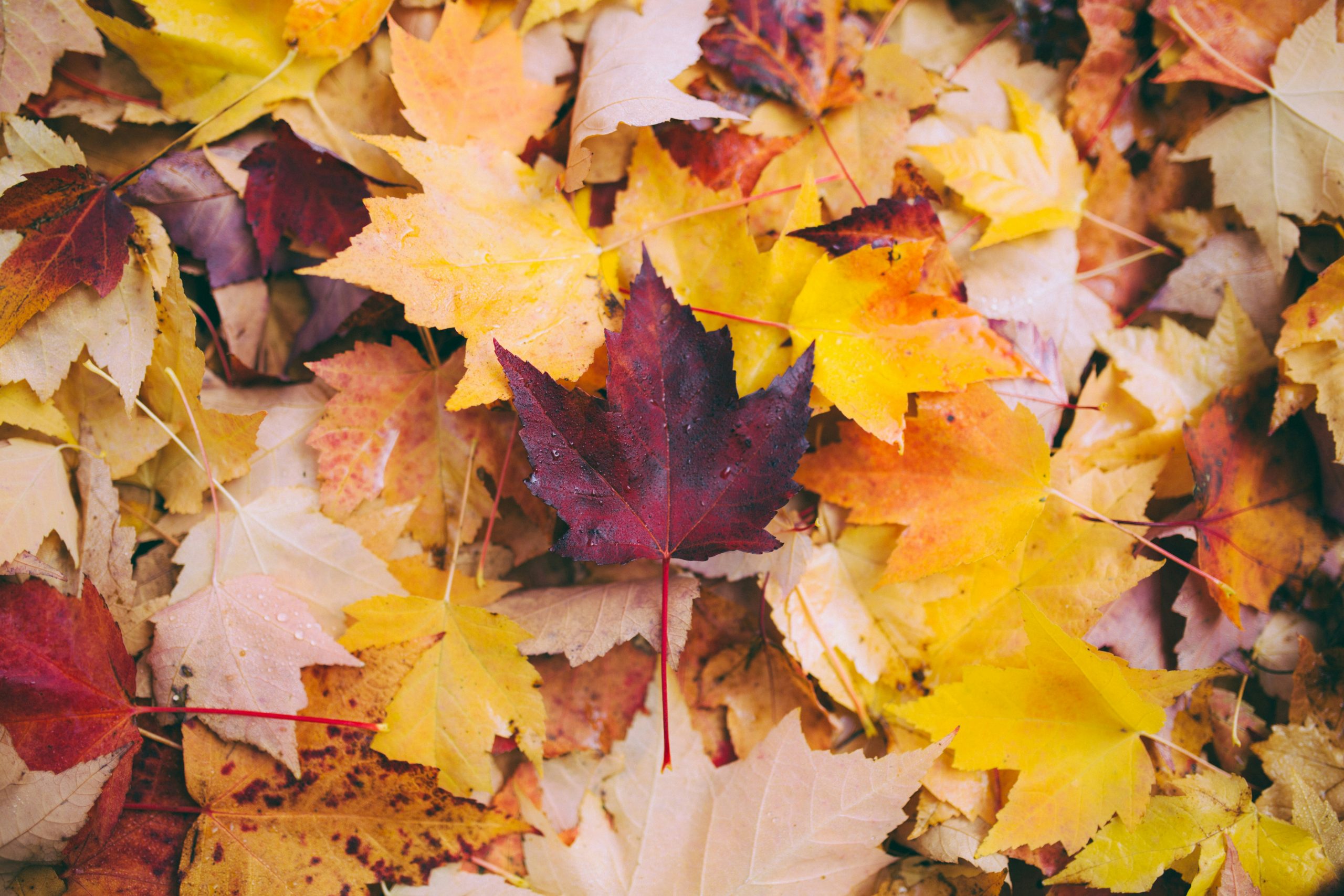Pile of colorful fall leaves